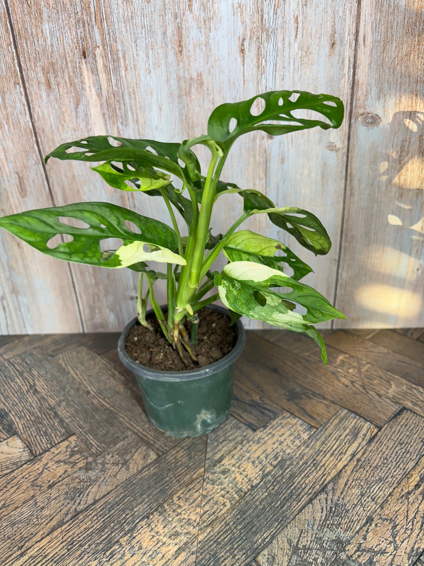 (023) Monstera Adansonii Albo