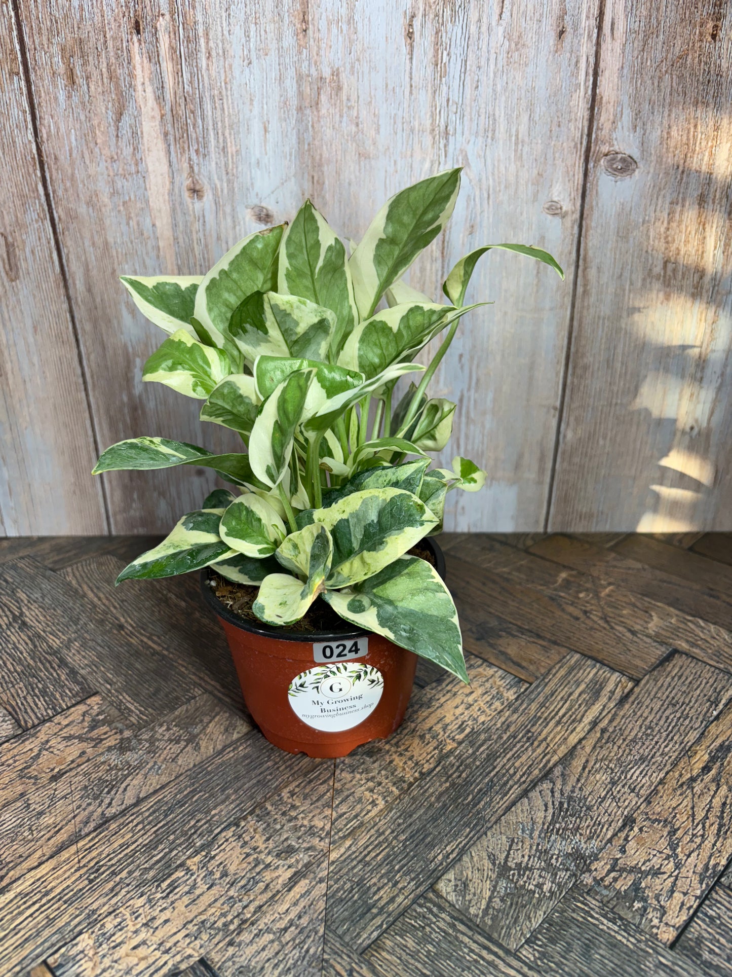 (024) Pothos N Joy