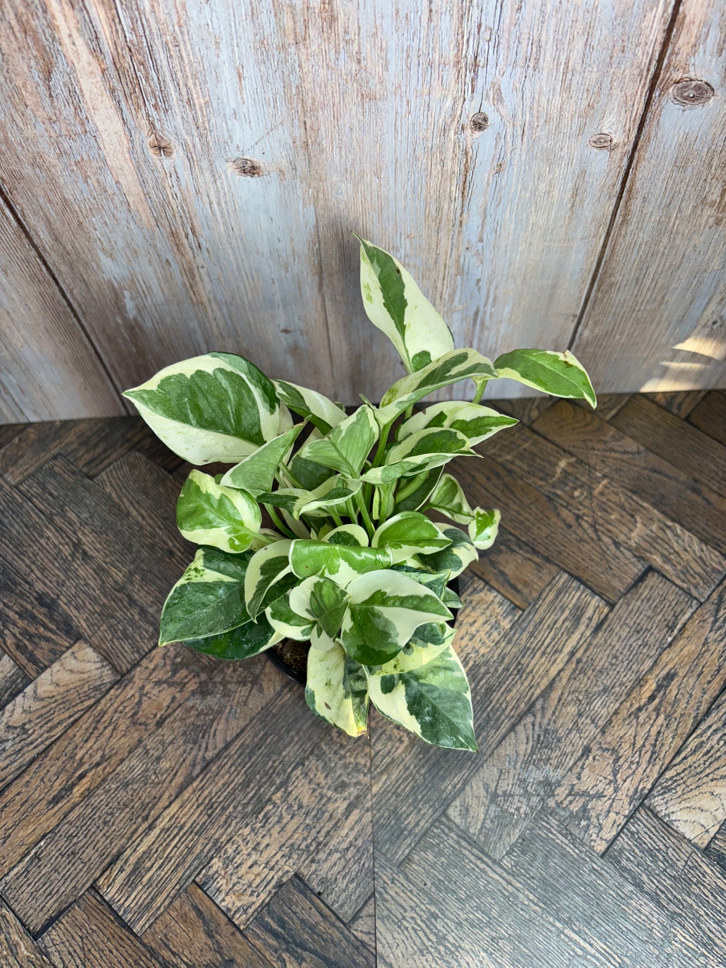(024) Pothos N Joy