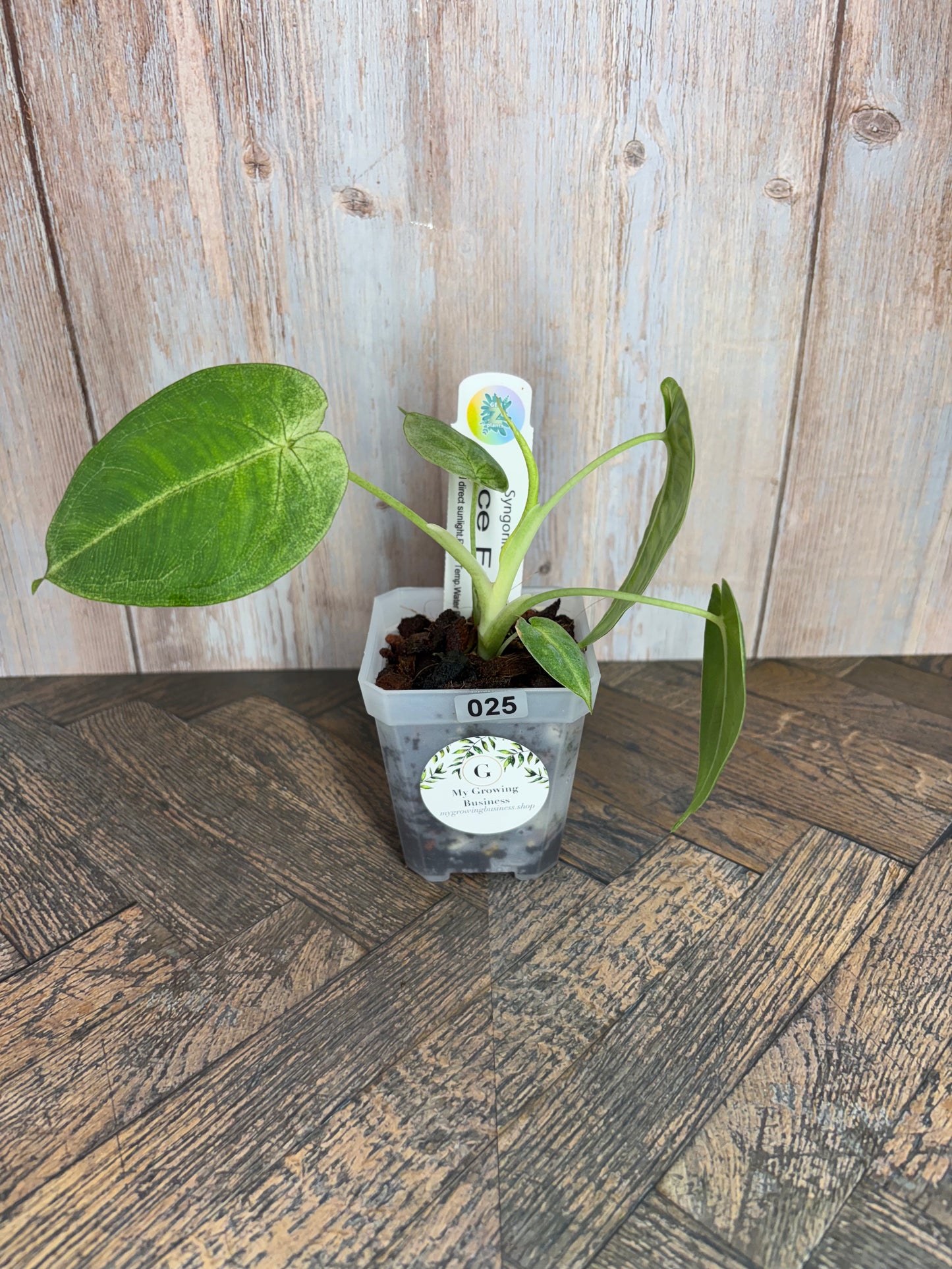 (025) Syngonium Ice Frost