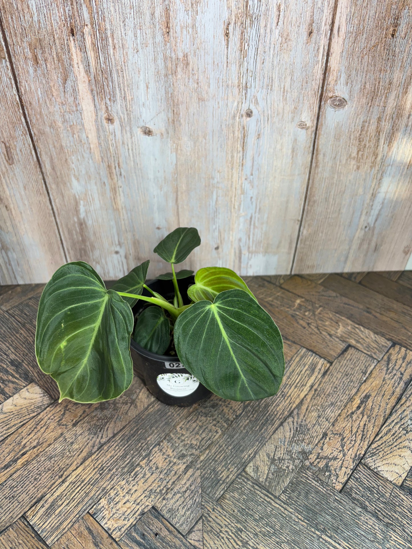 (027) Philodendron Melanochrysum