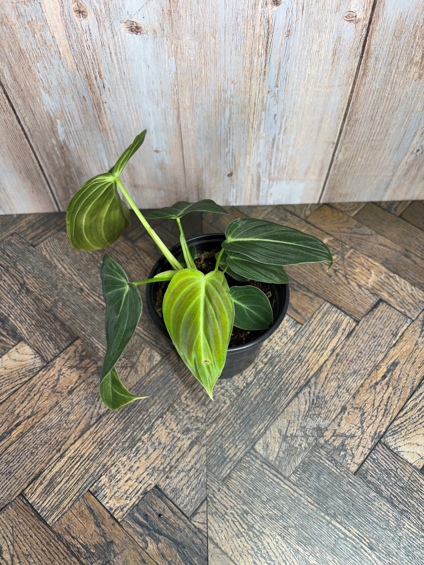 (027) Philodendron Melanochrysum