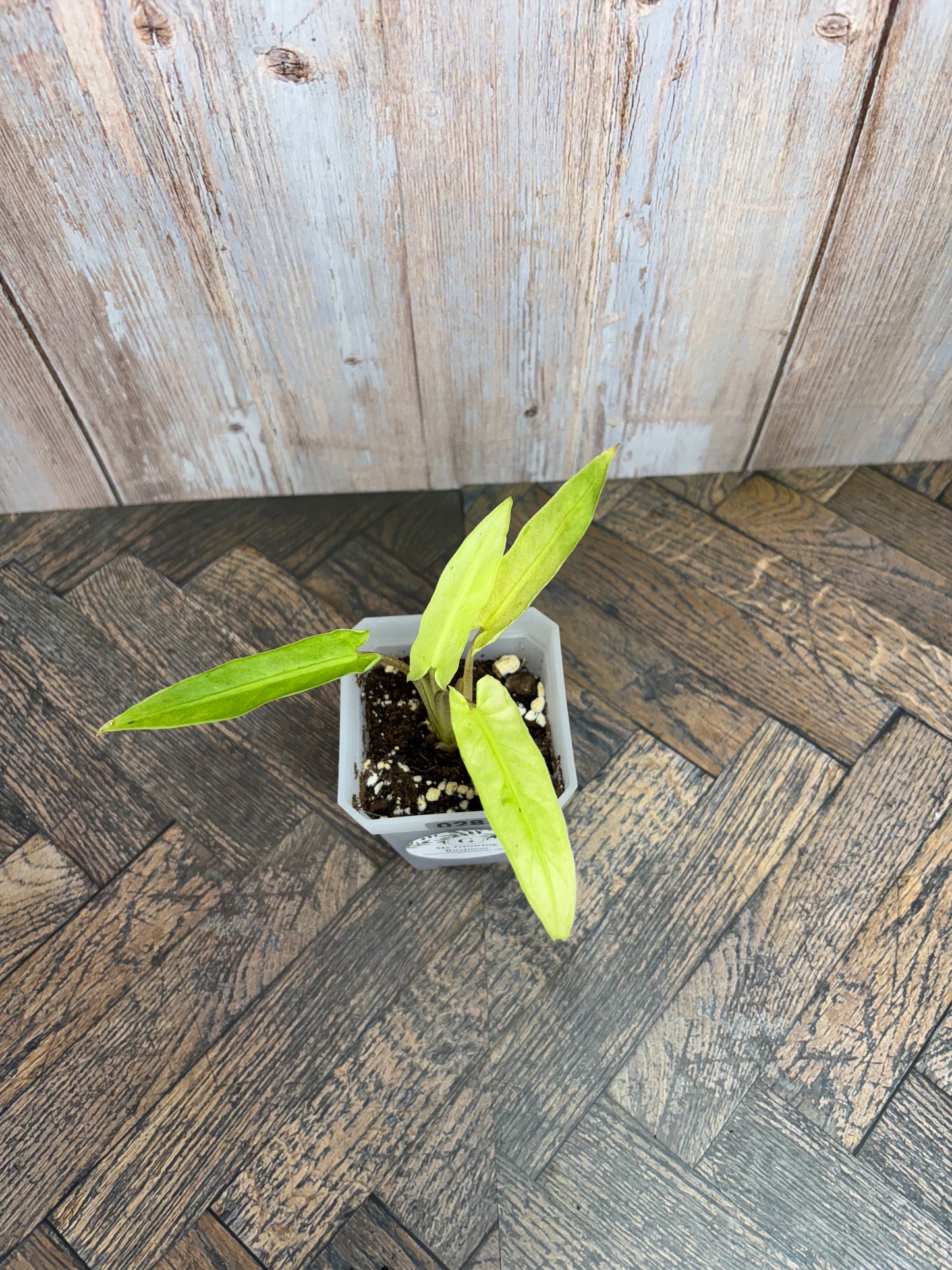 (028) Alocasia Lauterbachiana Variegated