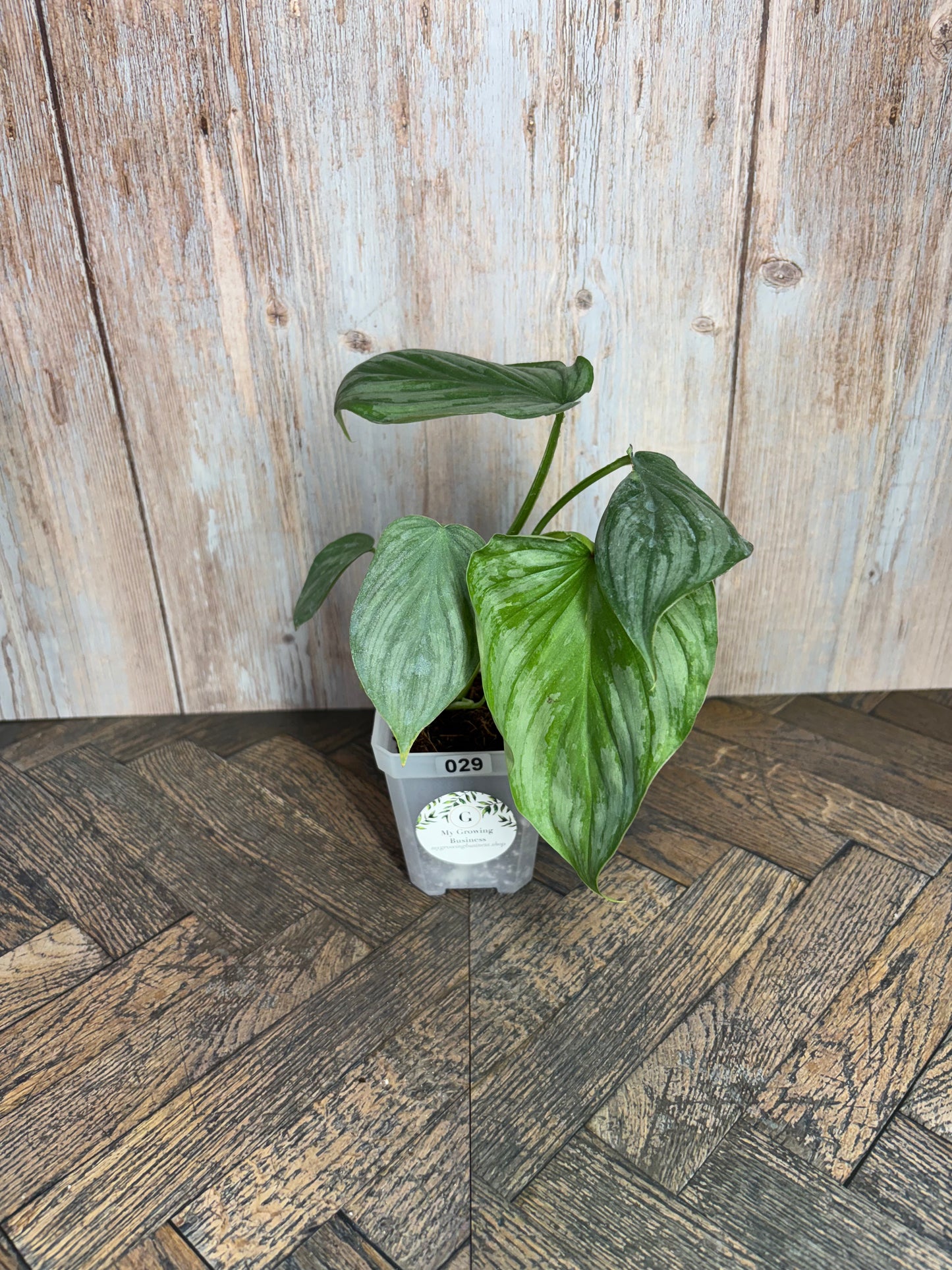 (029) Philodendron Mamei
