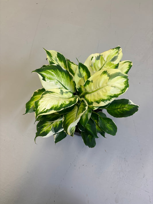 dieffenbachia cool beauty