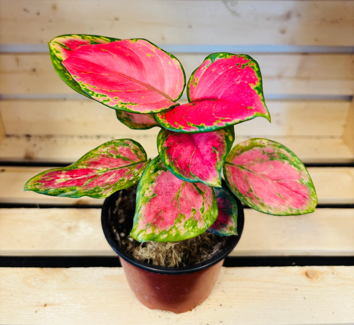 Aglaonema Geely Red
