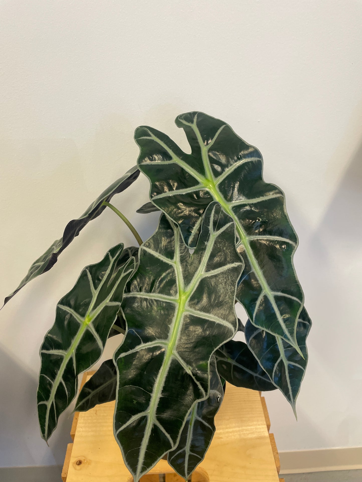 6 Inch Alocasia Amazonica