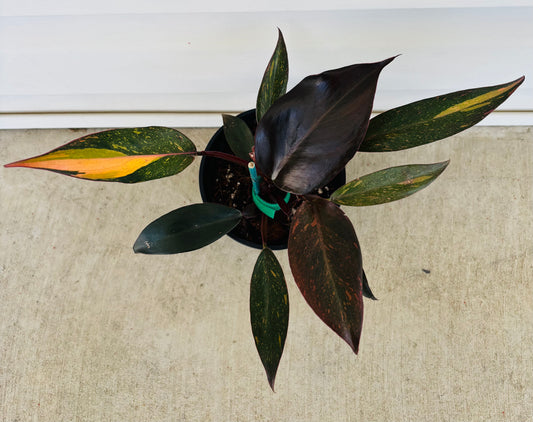 Philodendron Orange Princess (045)