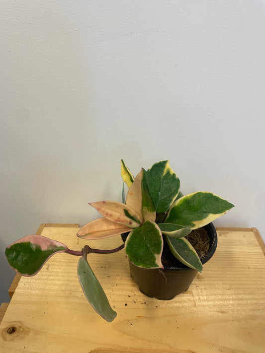 Hoya Tricolor