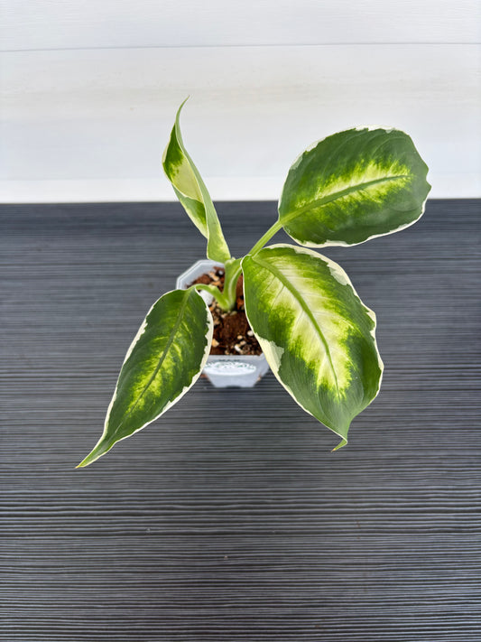Dieffenbachia Cool Beauty (078) ￼