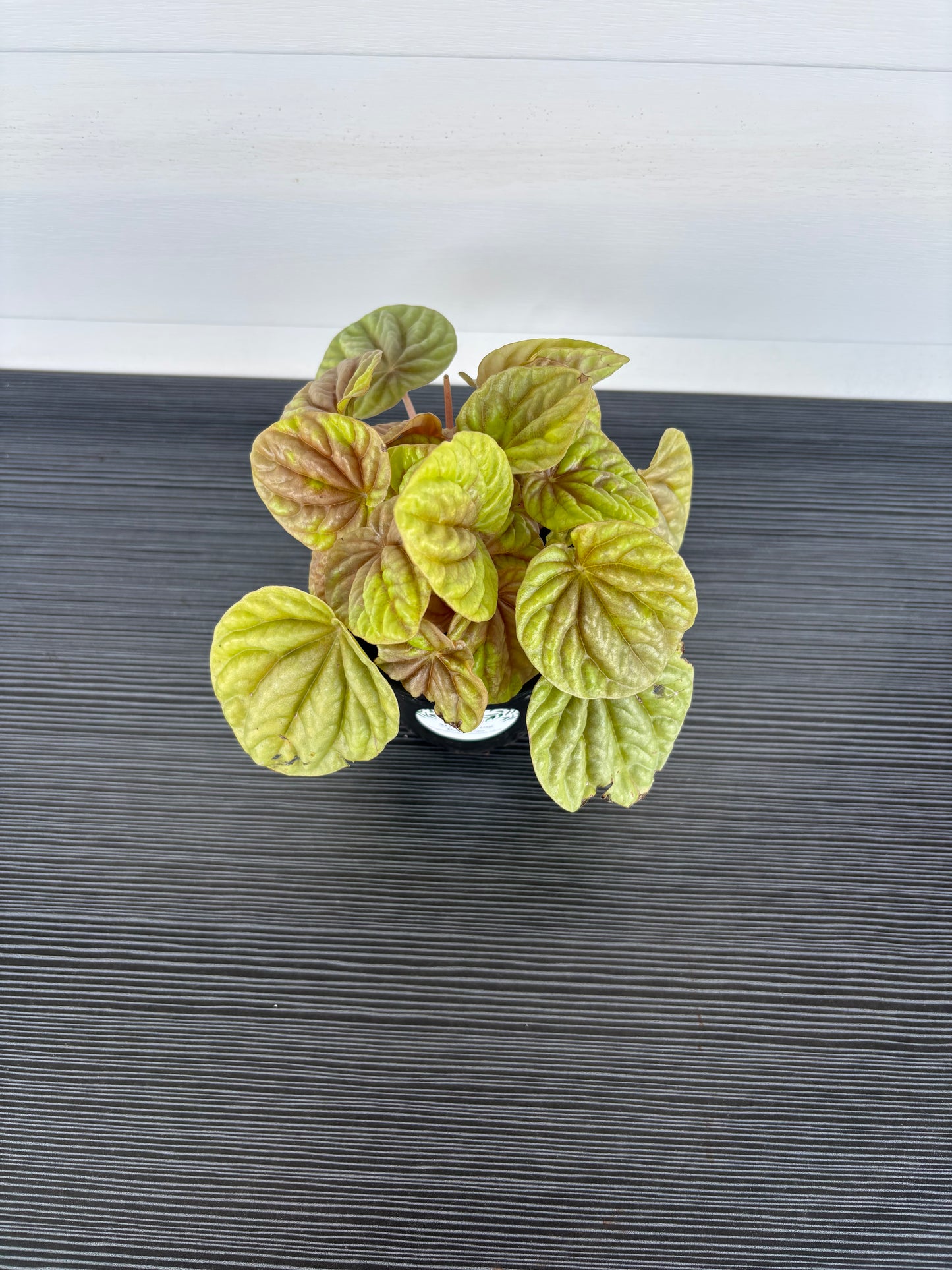 Peperomia Quito (090)