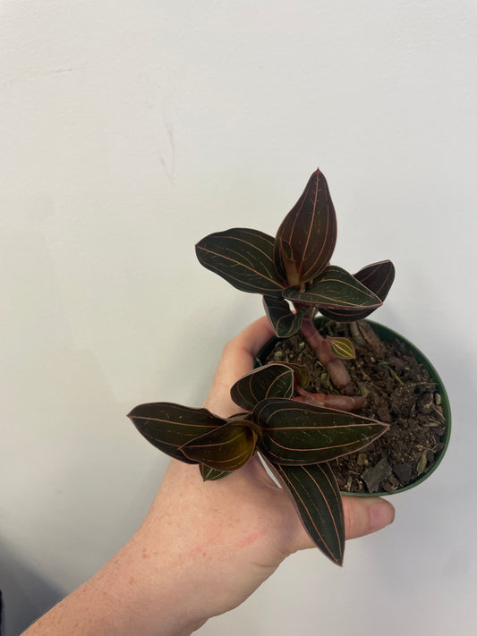 Jewel Orchid