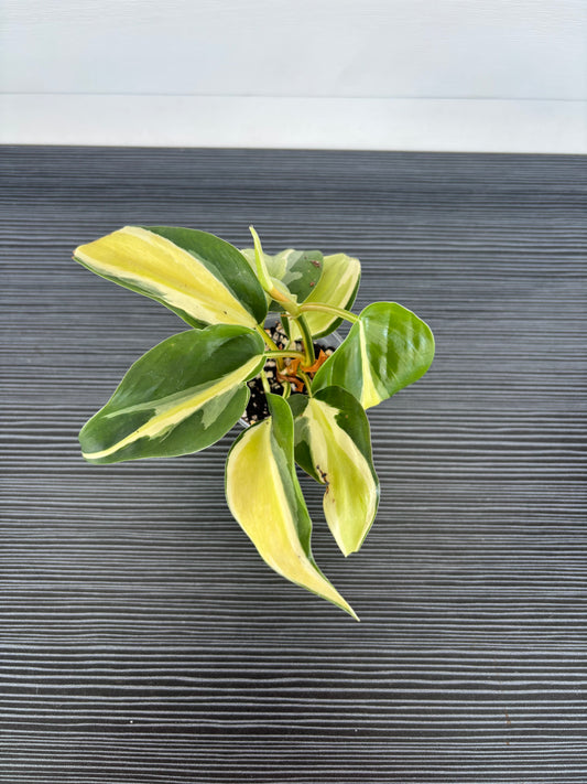 Philodendron Cream Splash (089)