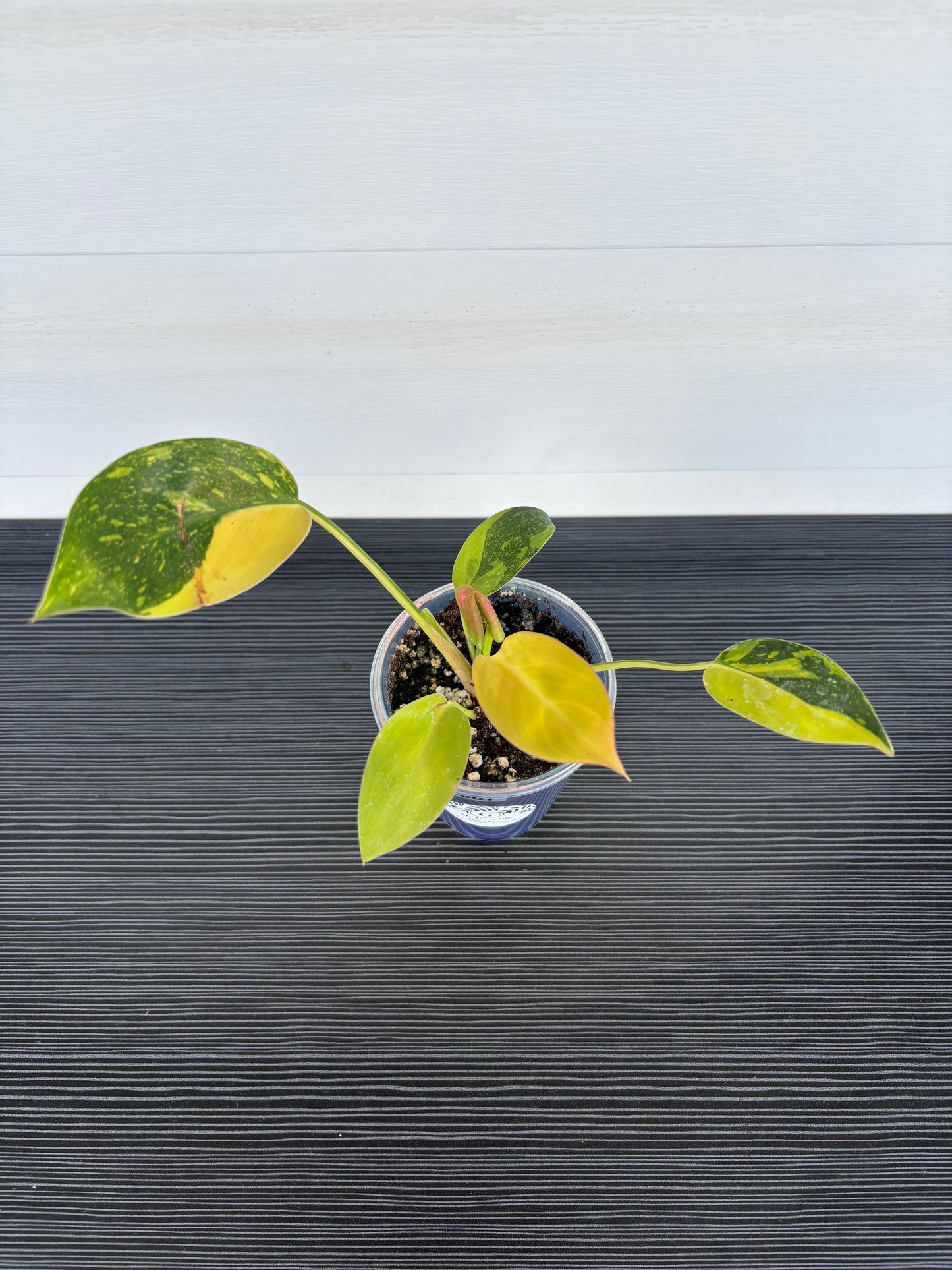 Philodendron Green Congo Var (087)