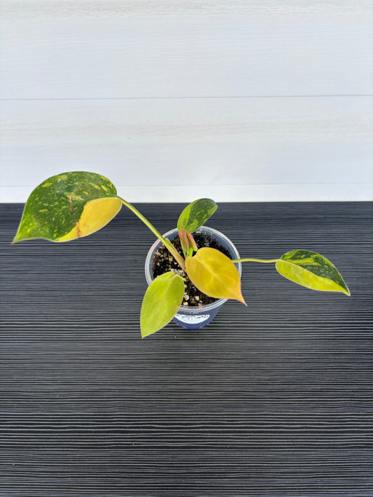 Philodendron Green Congo Var (087)