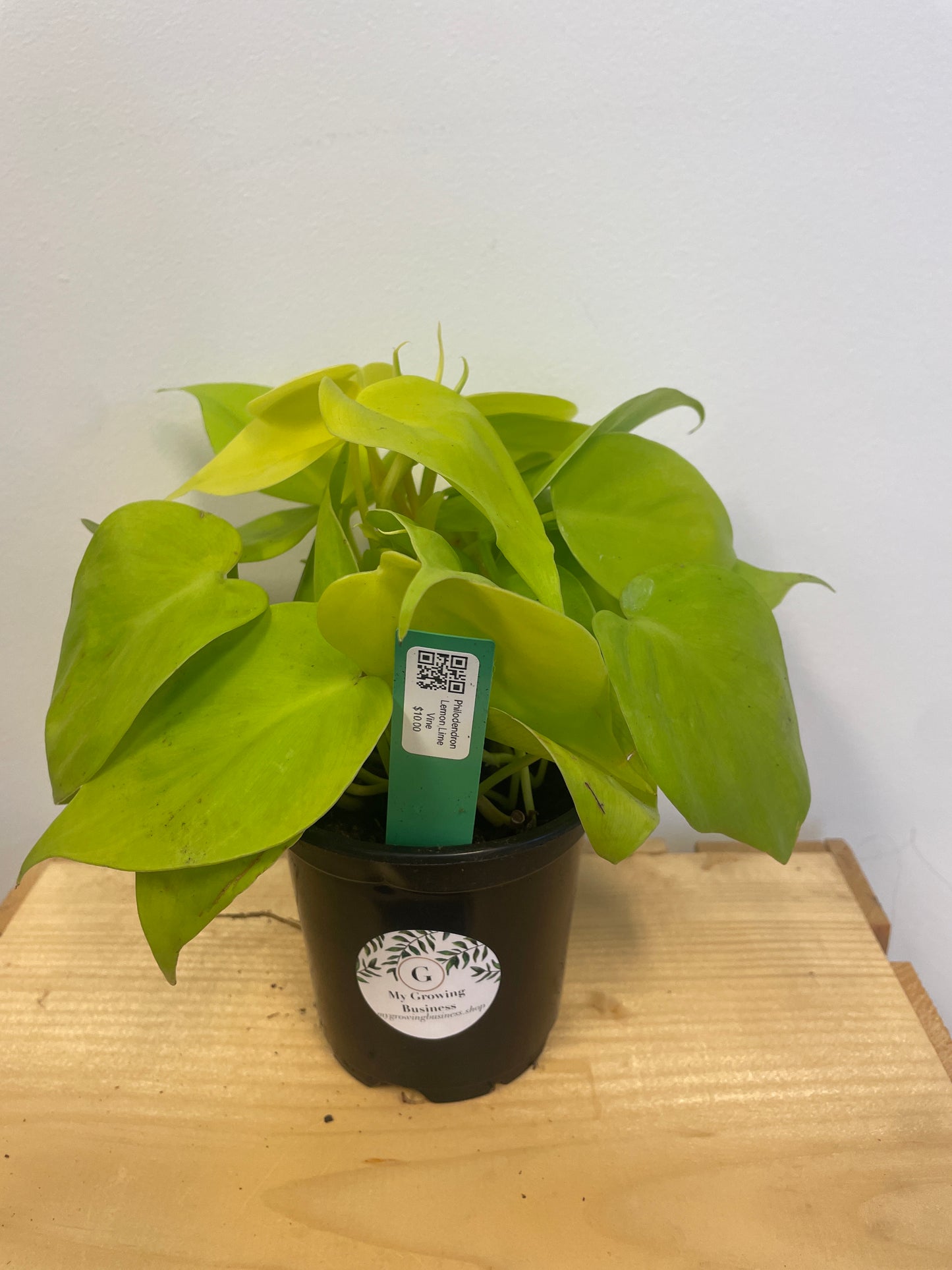 Philodendron Lemon Lime vine