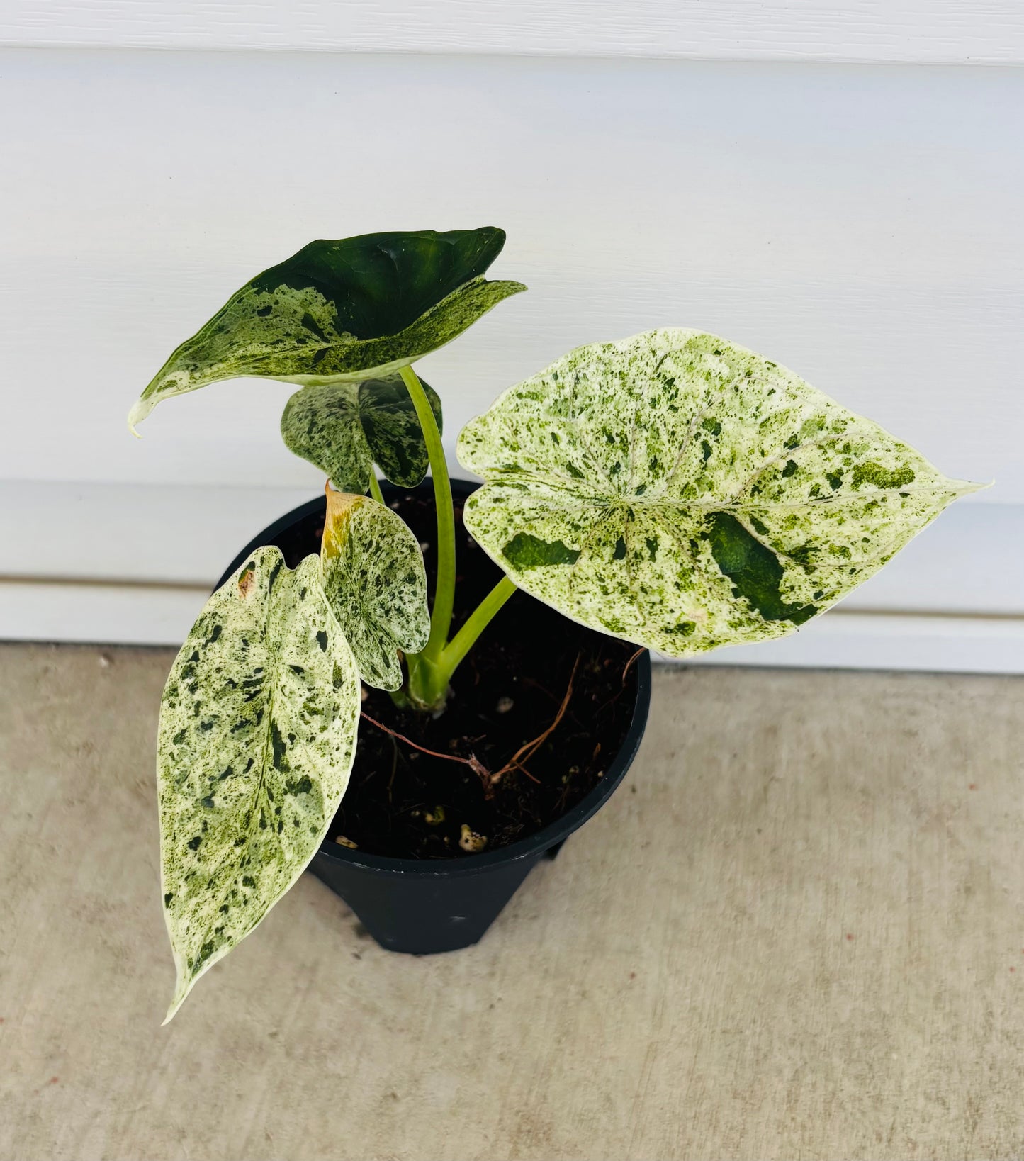 Alocasia Dragon Scale Mint (076)