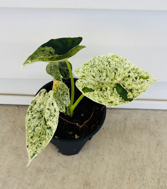Alocasia Dragon Scale Mint (076)