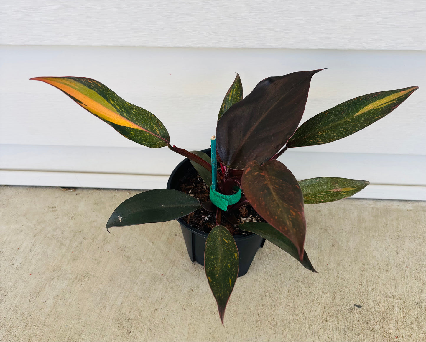 Philodendron Orange Princess (045)