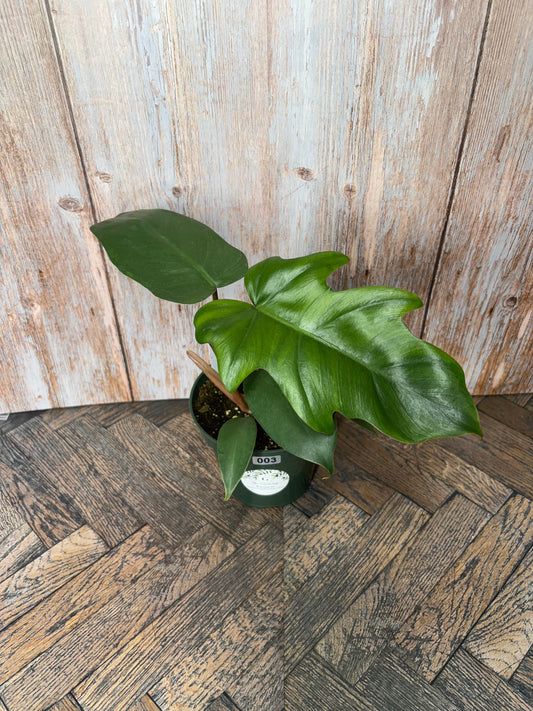 (003) Philodendron Mayoi