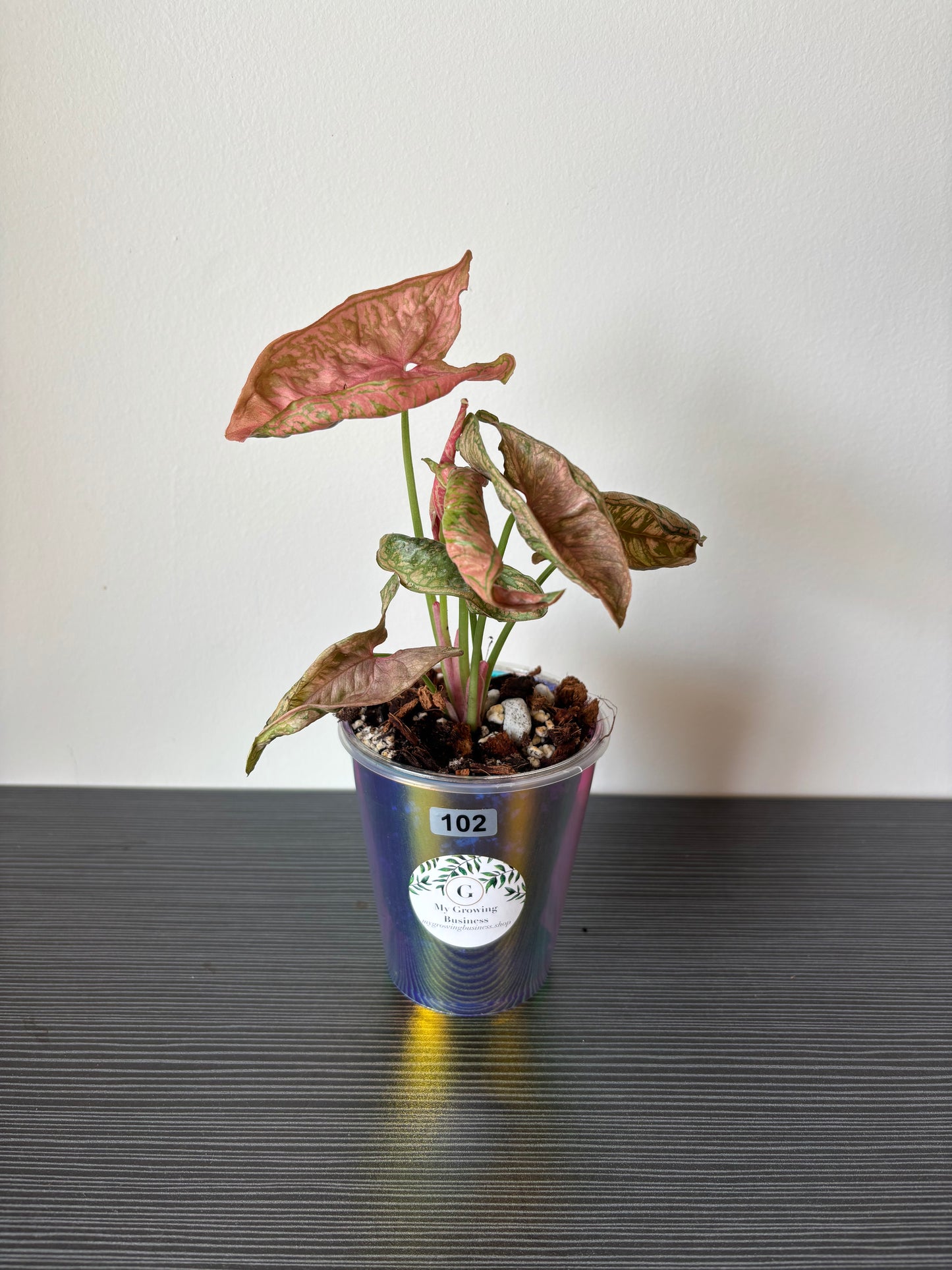 Syngonium Pink Rolli (102)