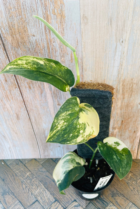 Scindapsus yellow jade