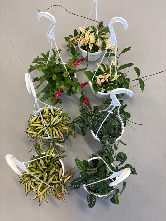 Random 6 inch Hanging basket