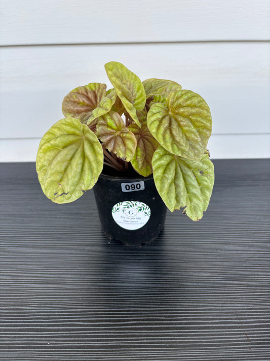Peperomia Quito (090)