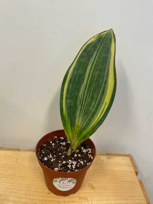 Variegated Whale Fin