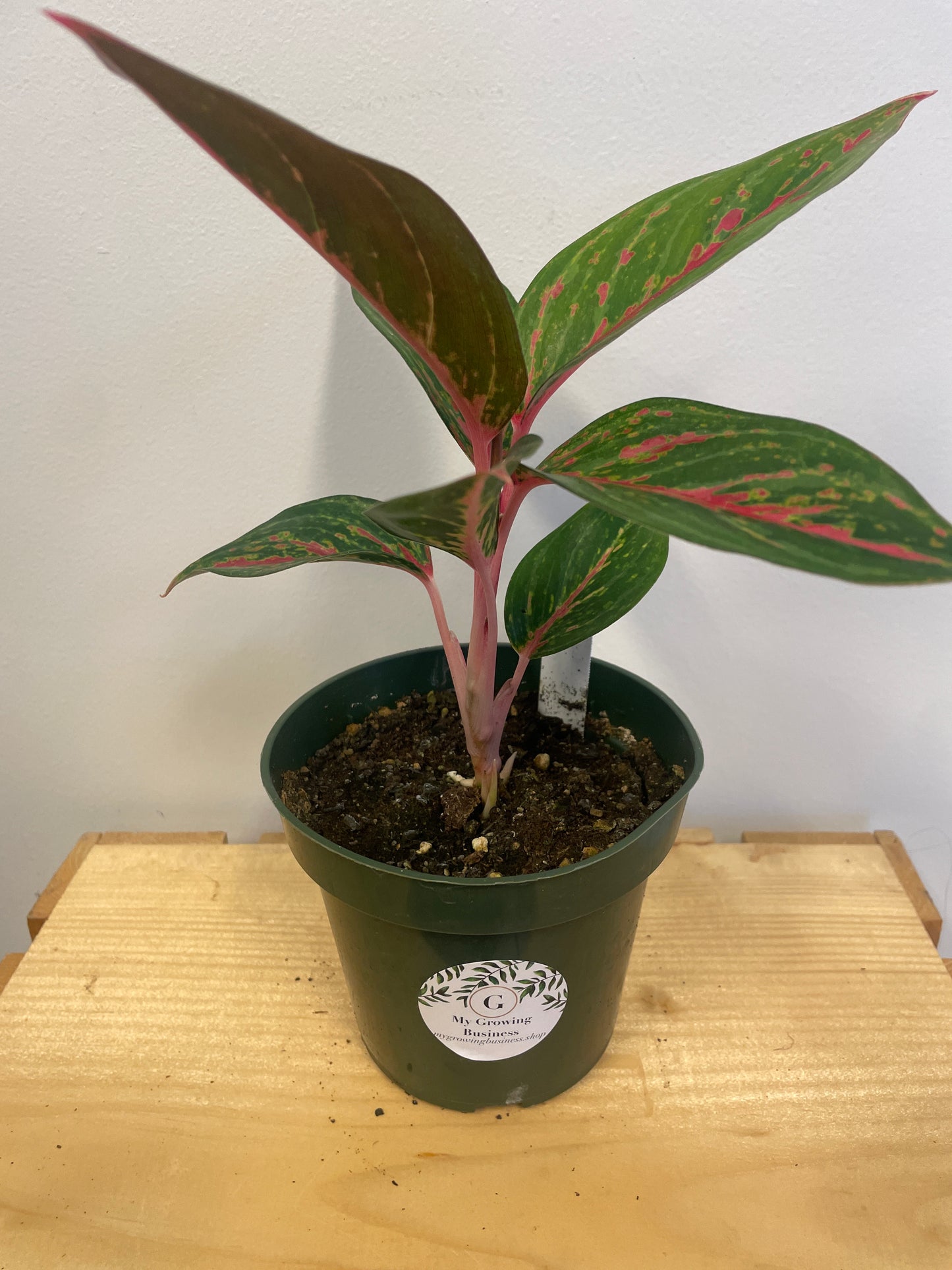 Aglaonema Ammaj Jareon