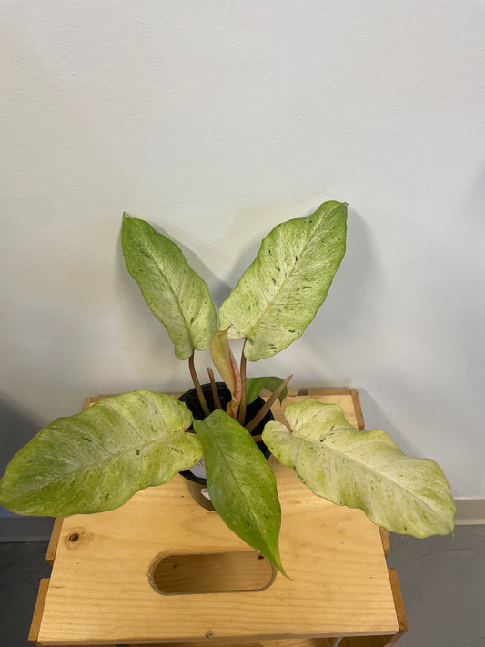 Philodendron Snow Drift