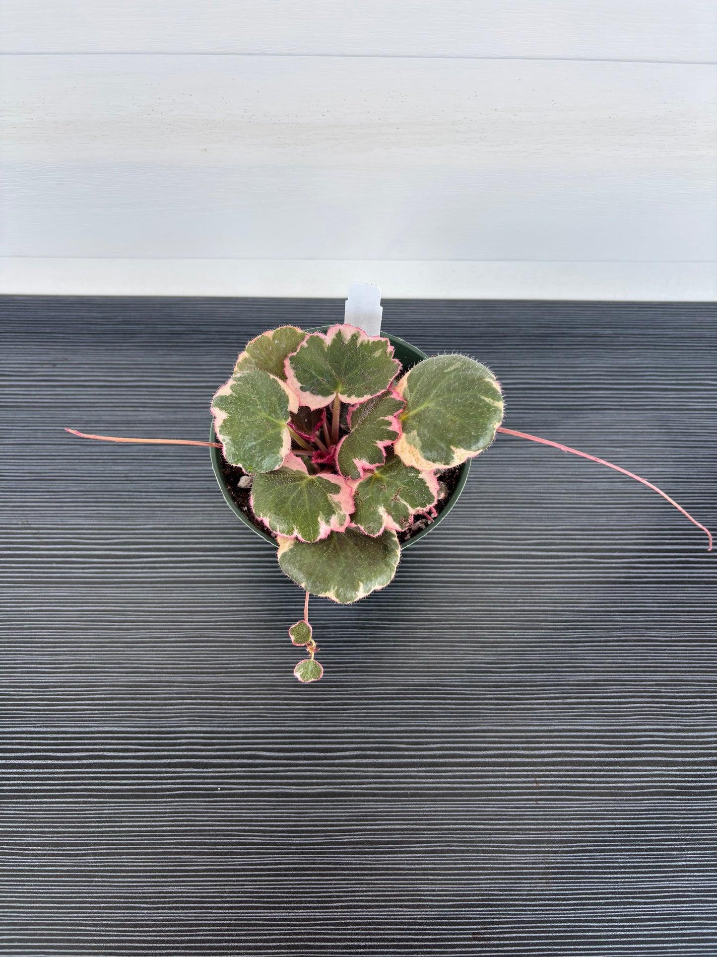 Var Strawberry Begonia (081)
