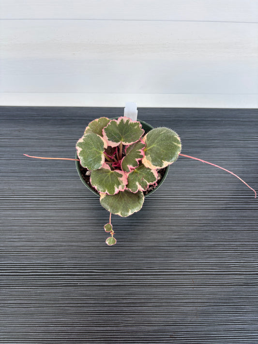 Var Strawberry Begonia (081)