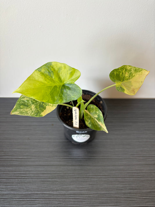 Alocasia Gageana Aurea (101)