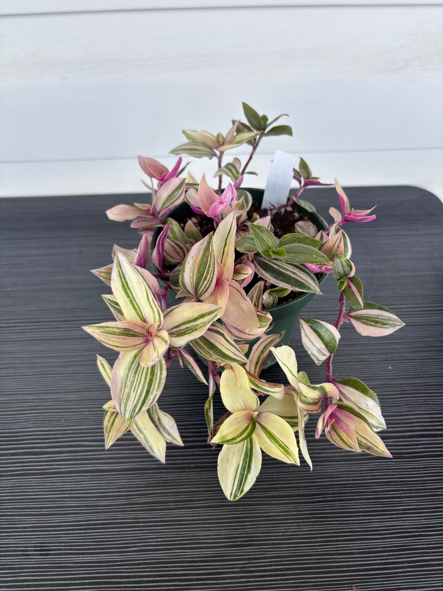 Tradesanthia Mini Tri Color (097)