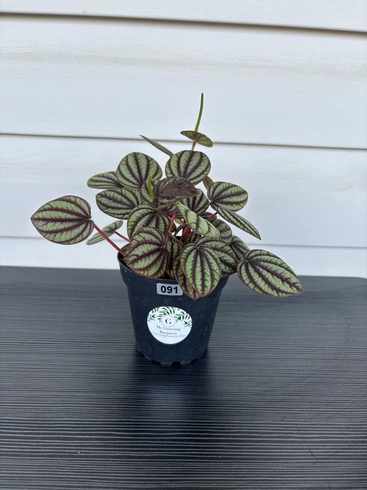 Peperomia Piccolo Banda (091)