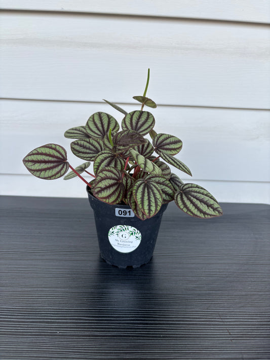 Peperomia Piccolo Banda (091)