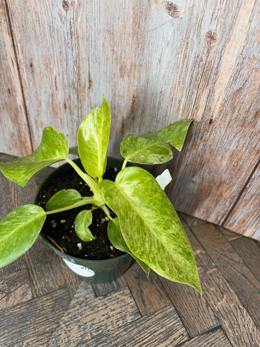 Philodendron Giganteum var