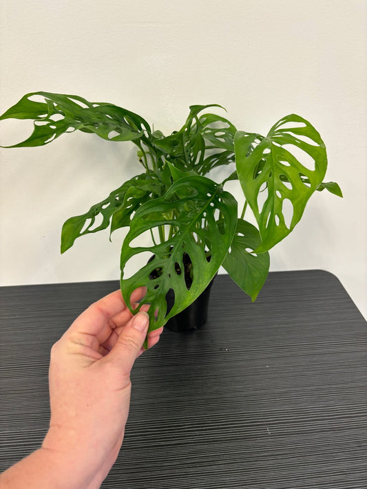 Philodendron Swiss Cheese