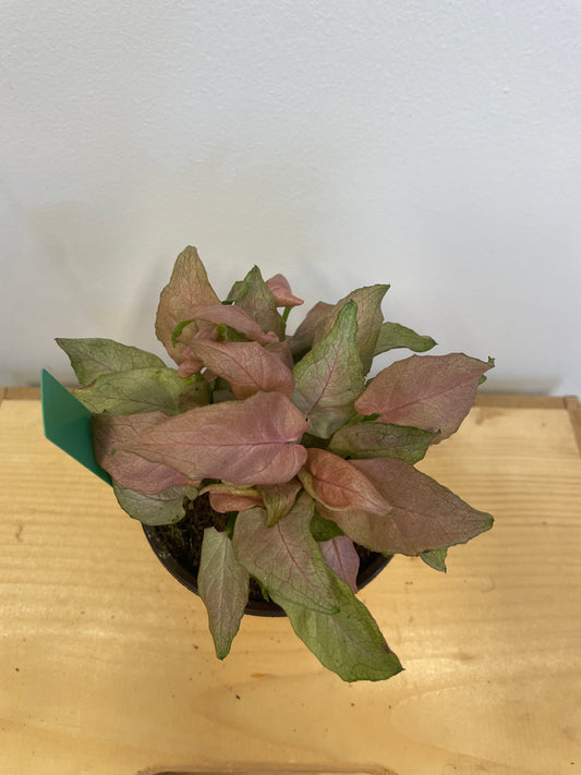 Pink Syngonium