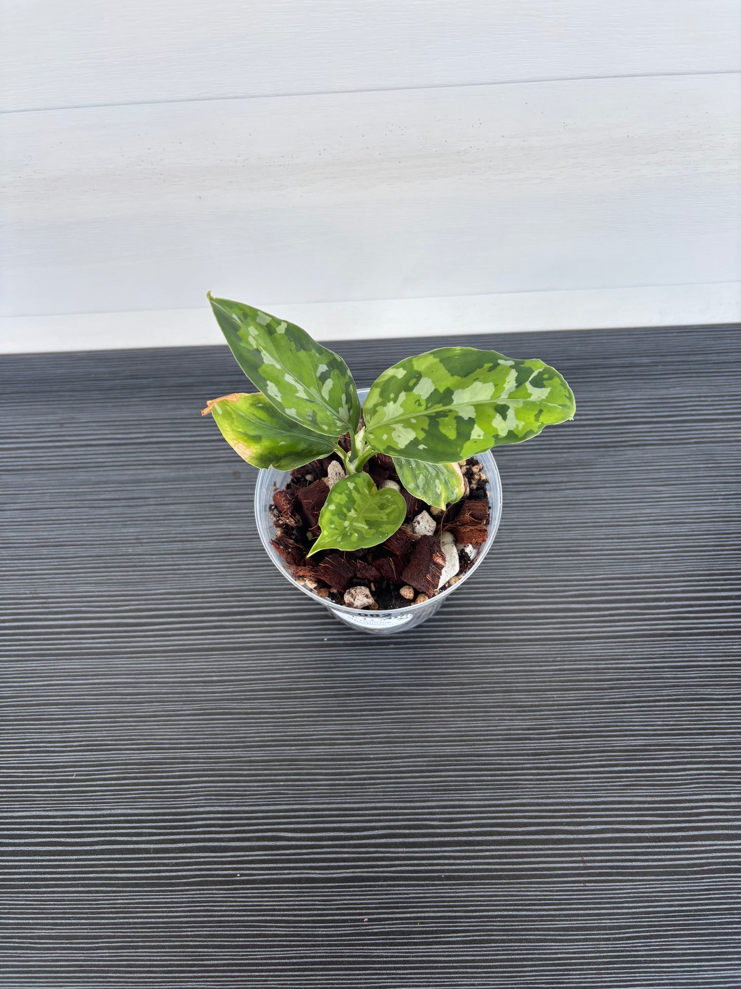 Aglaonema Pictum Tricolor (082)
