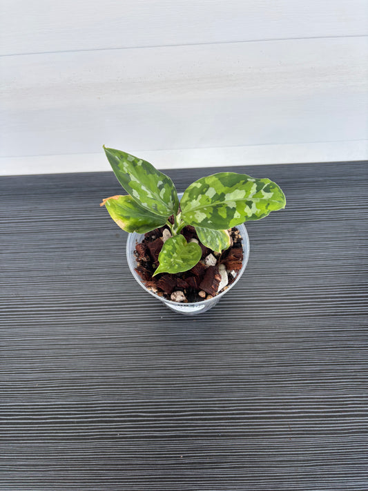 Aglaonema Pictum Tricolor (082)