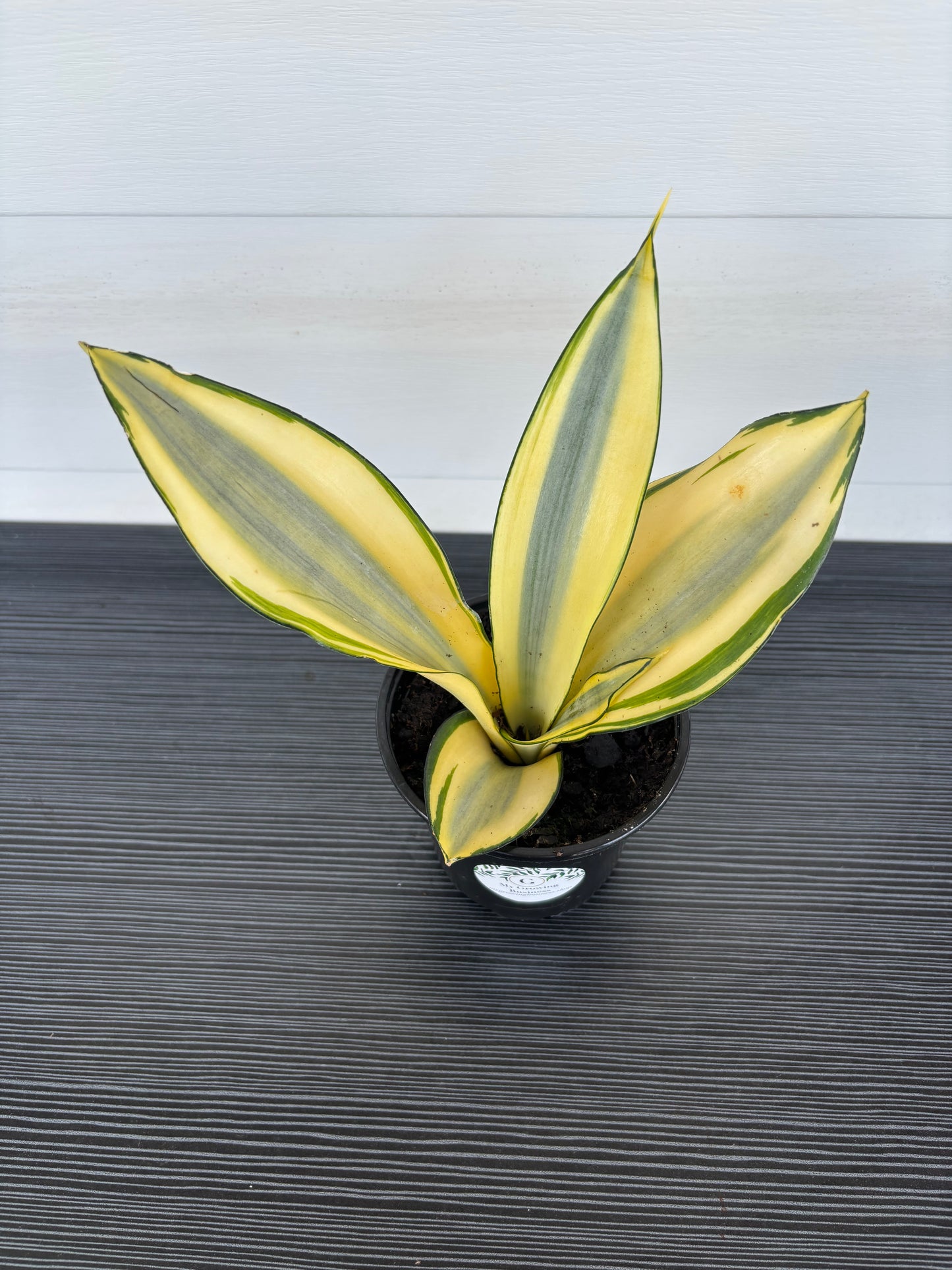 Snake Plant (080)