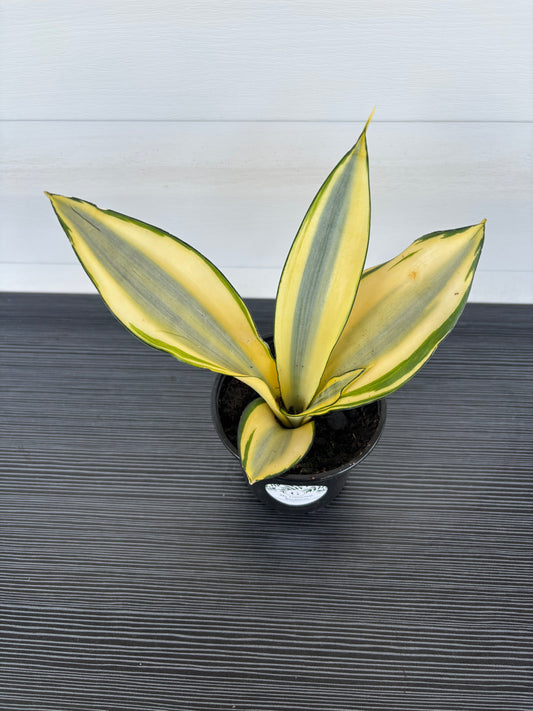 Snake Plant (080)