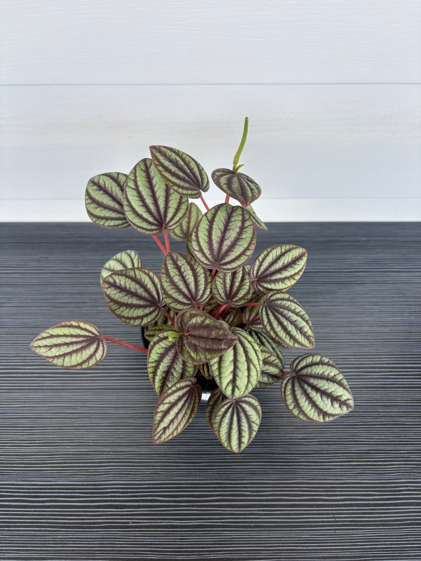Peperomia Piccolo Banda (091)