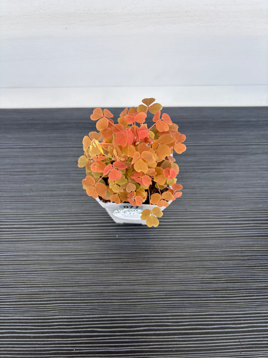 Oxalis Sunset Velvet (077)
