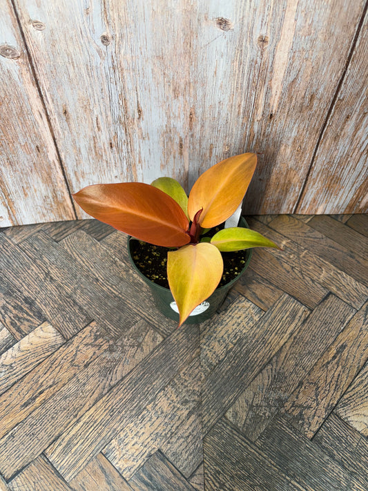 (007)Philodendron Red Cherry