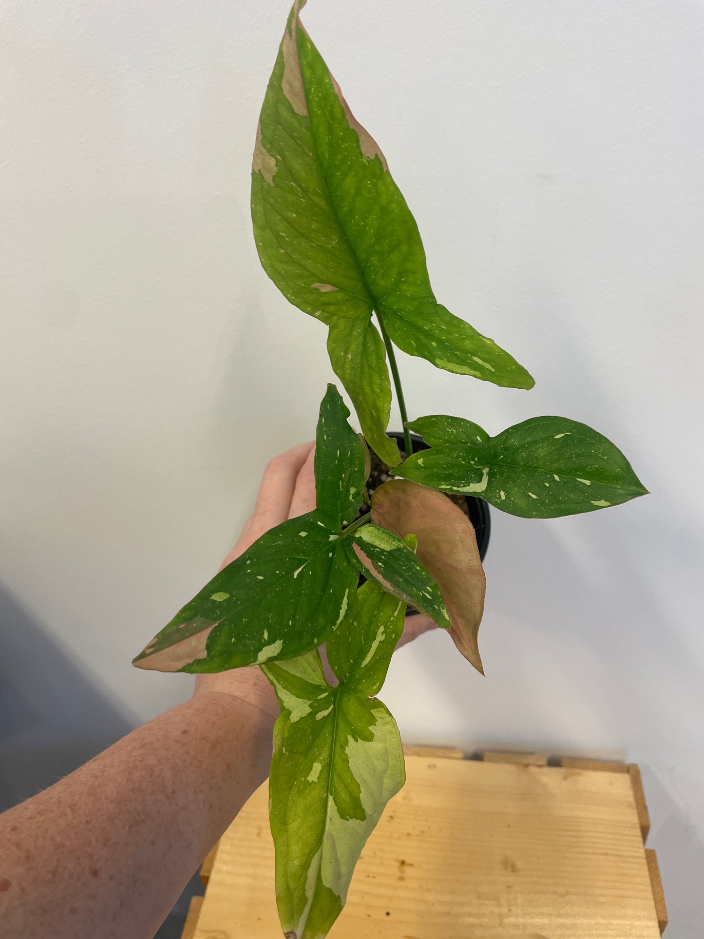 Syngonium Red spot Tricolor