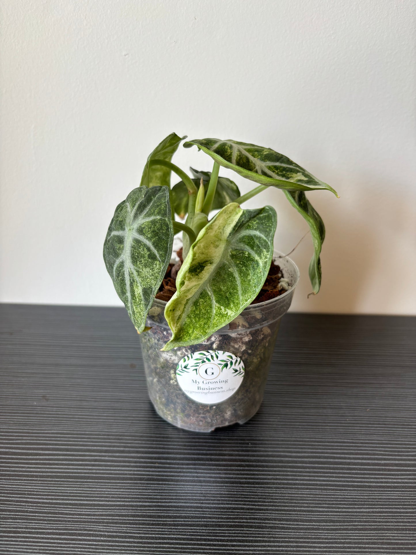 alocasia ninja variegated