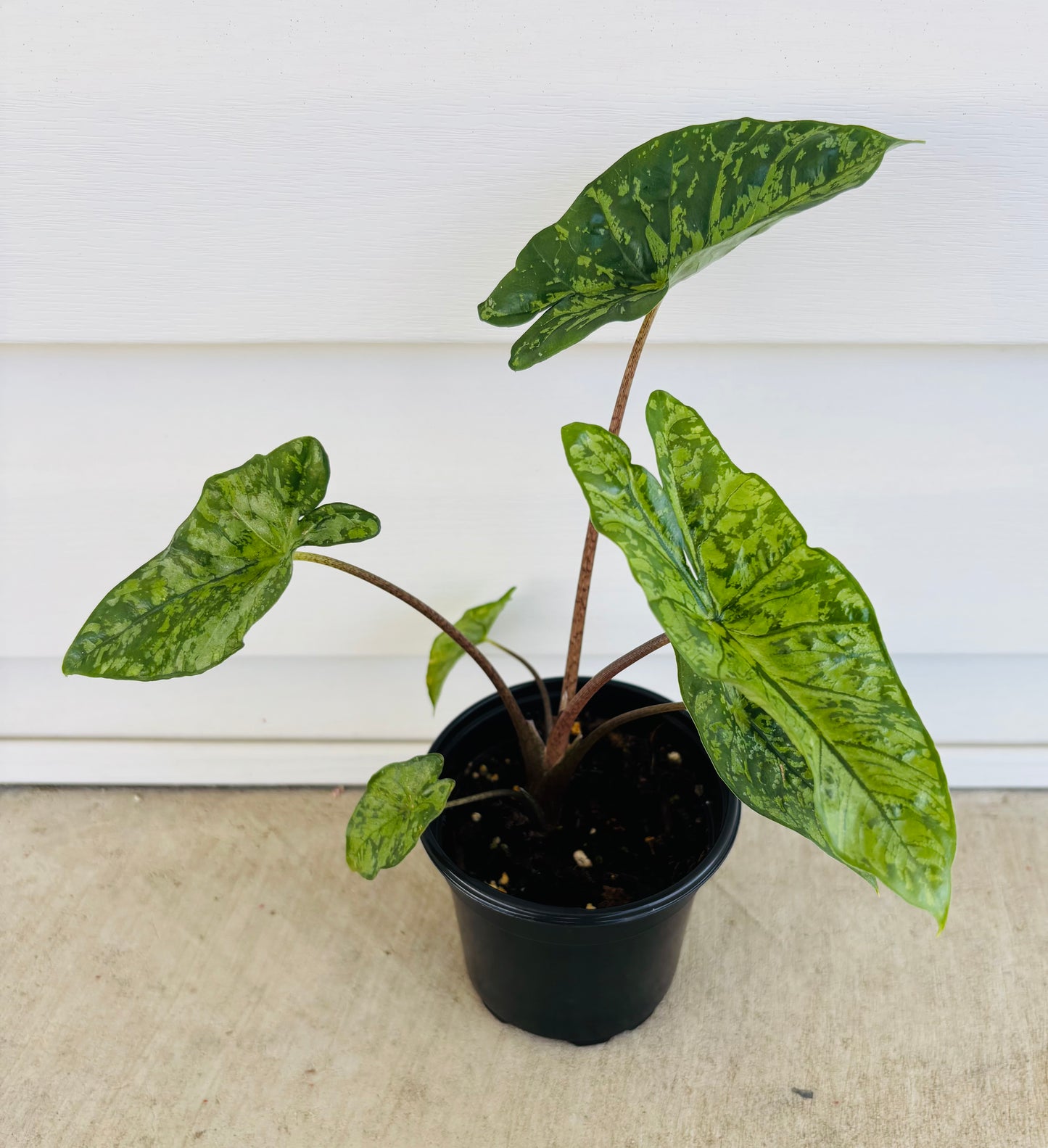 Alocasia Shattered Glass (044)